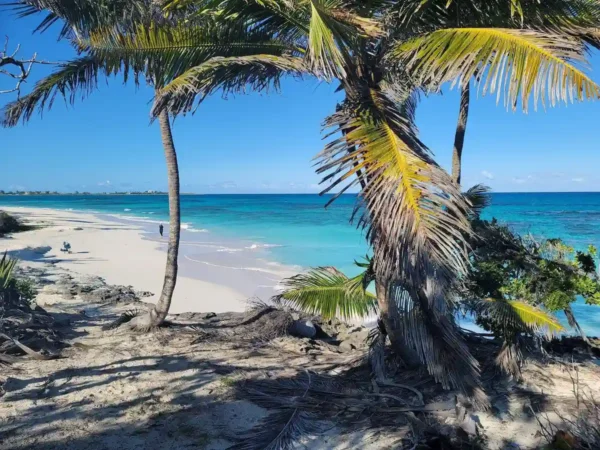 Canuck palms exuma