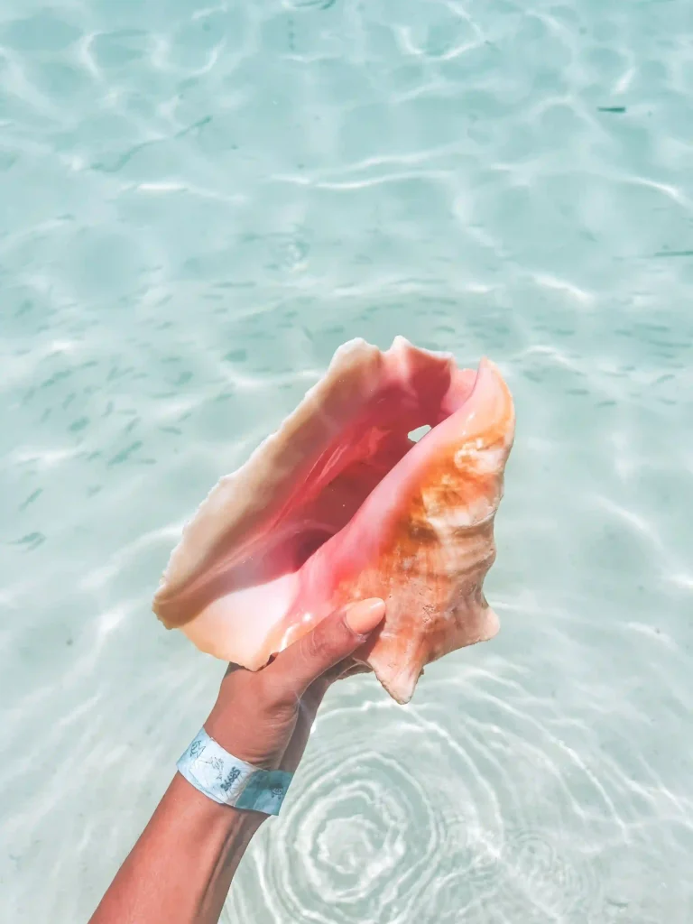 bahamas conch 3