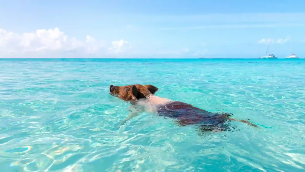 bahamas family vacation packages animals