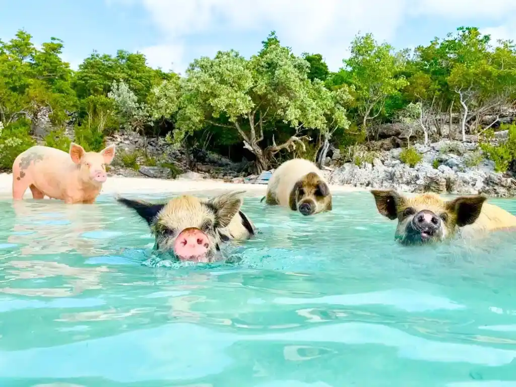 bahamas pigs