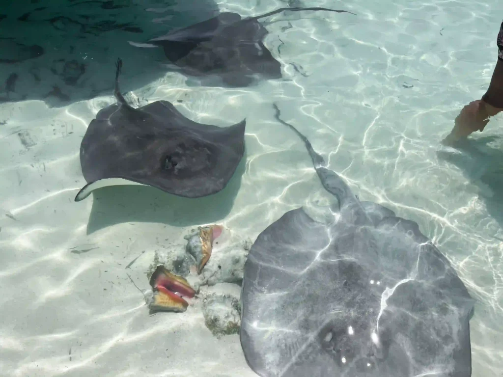 bahamas stingrays