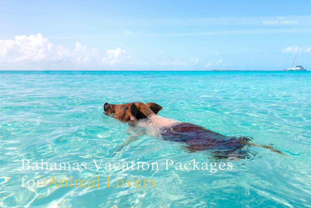 bahamas vacation packages for animal lovers