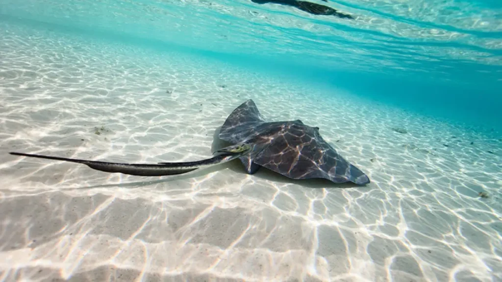 bimini beaches