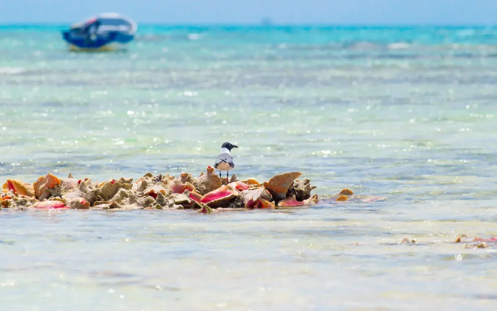 boobie cay mayaguana