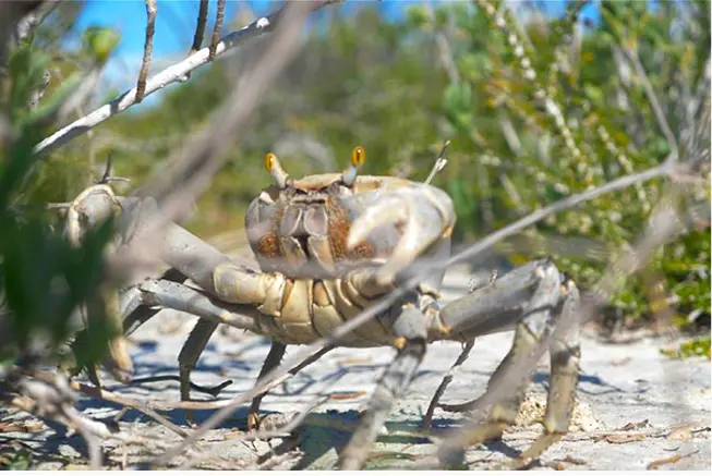 crabs reserve andros