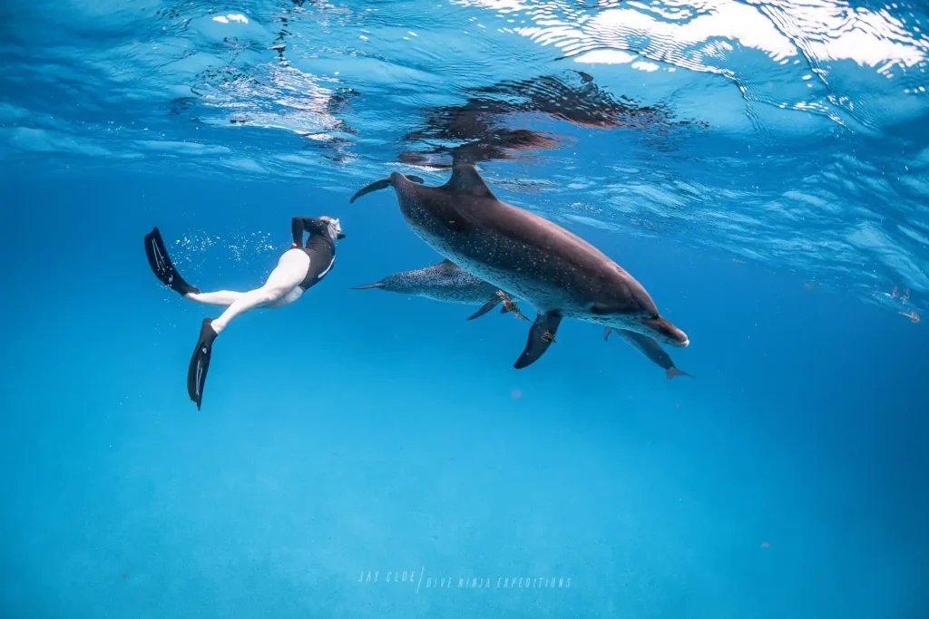 dolphin encounter