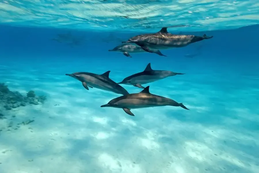 dolphins grand bahama