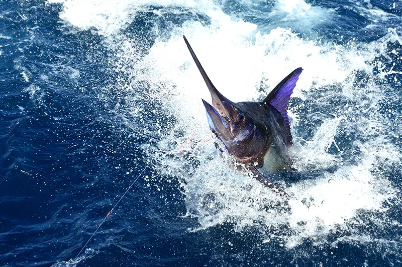 fishing san salvador