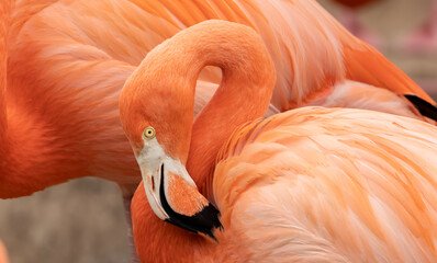 flamingo cay ragged islands