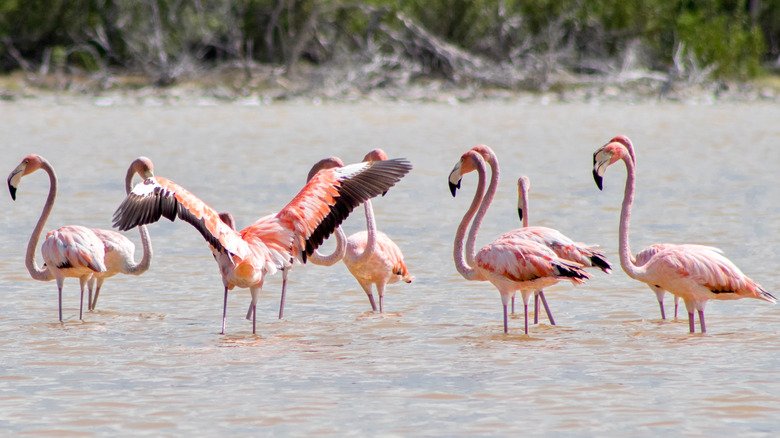 flamingos acklins and crooked islands 2