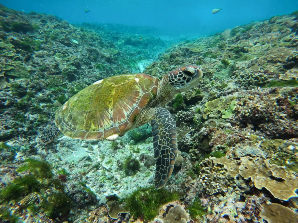 gili meno snorkeling 1