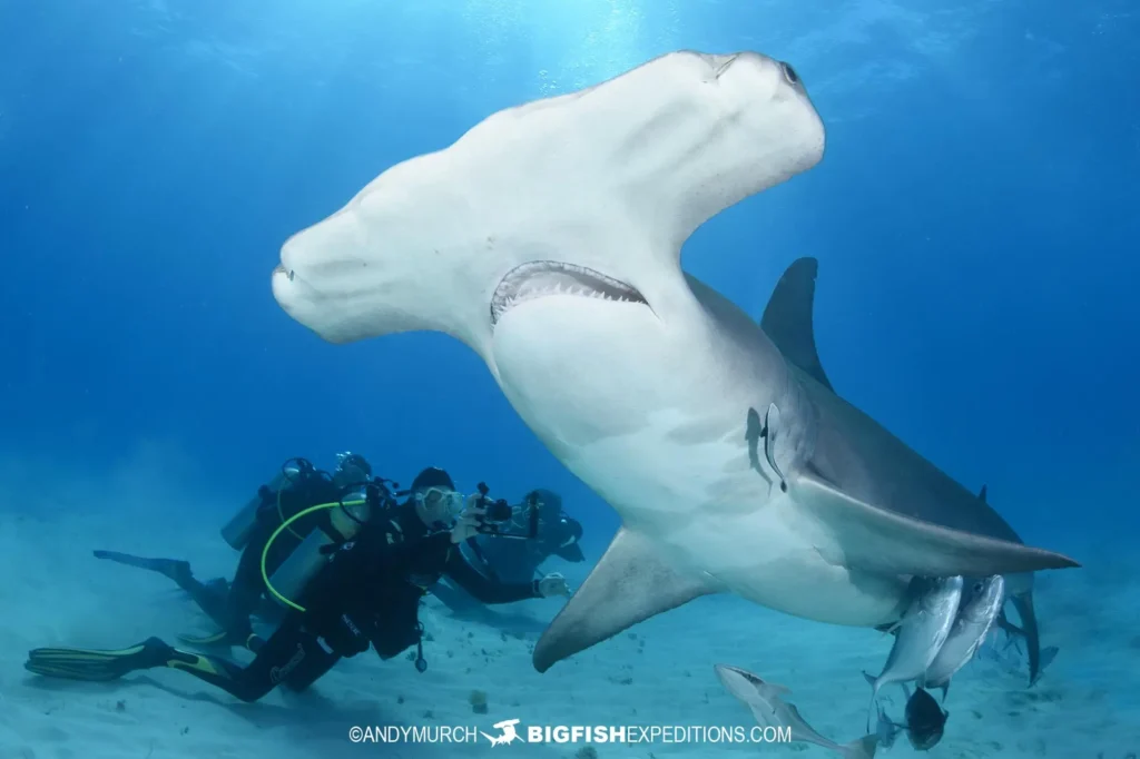 great hammerheads sharks bimini