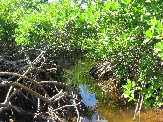 healing hole bimini