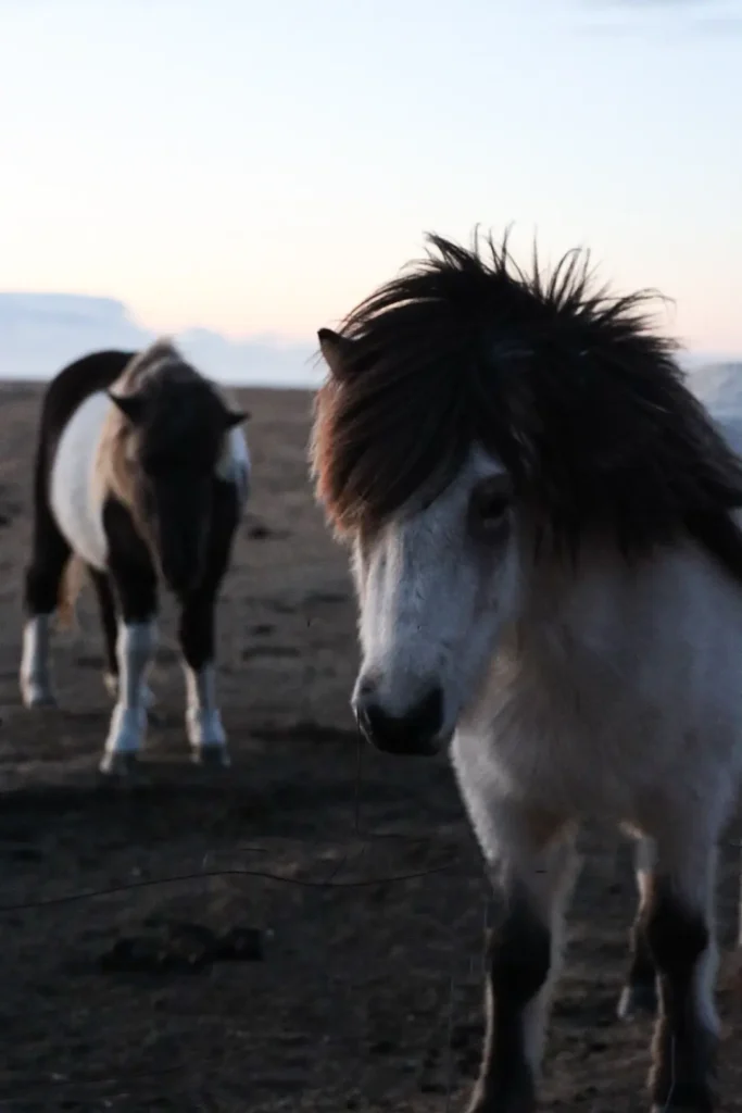 iceland horses