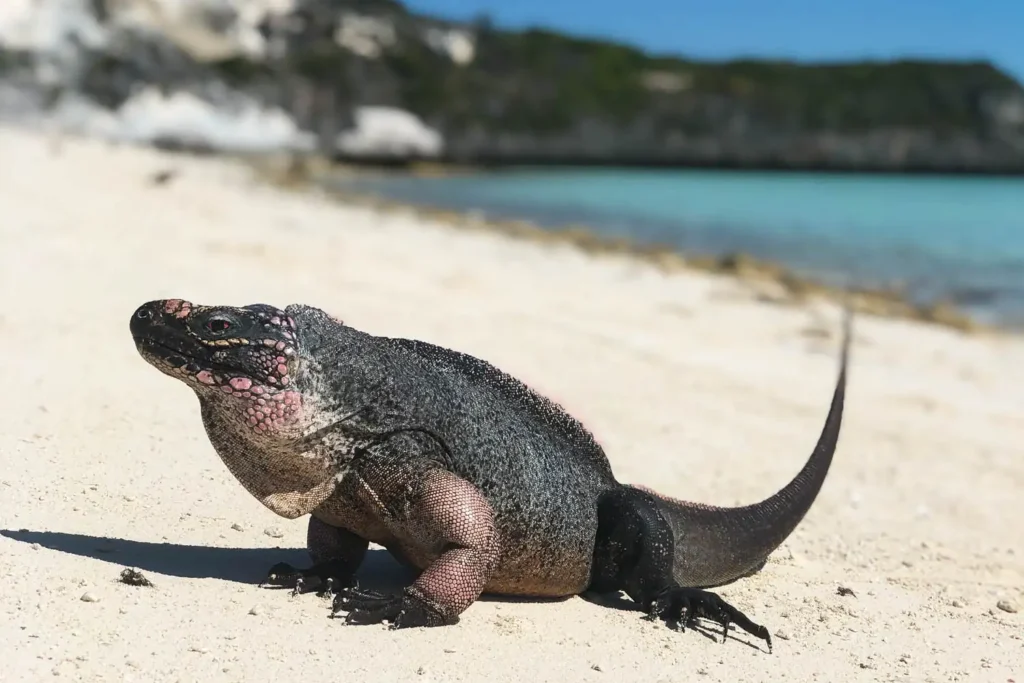 iguana beach exuma