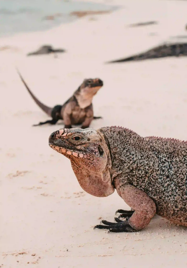 iguanas bahamas