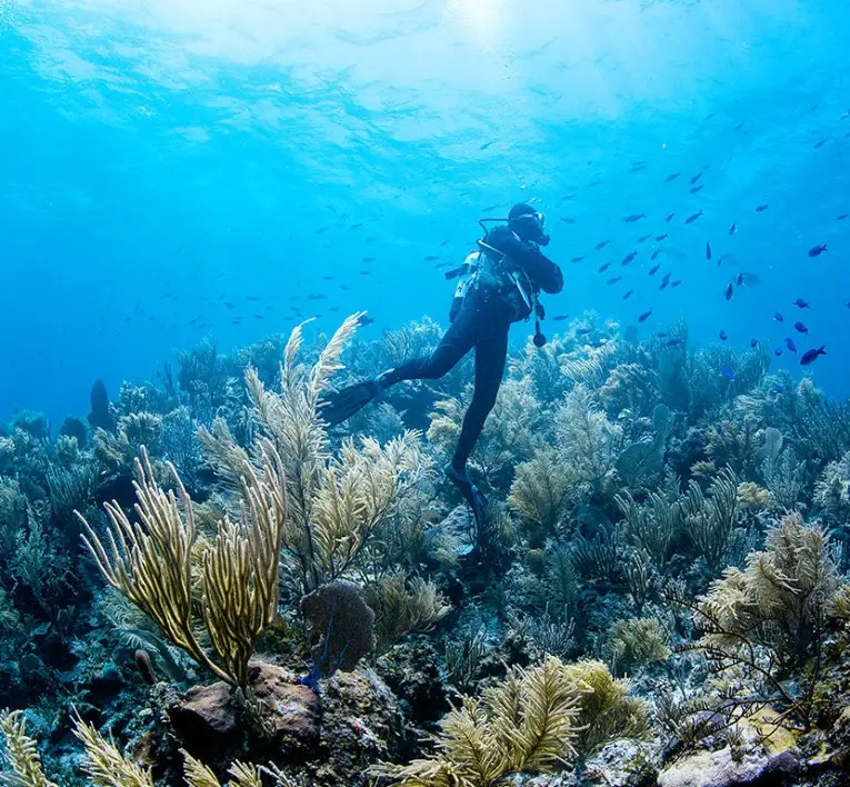 mayaguana diving