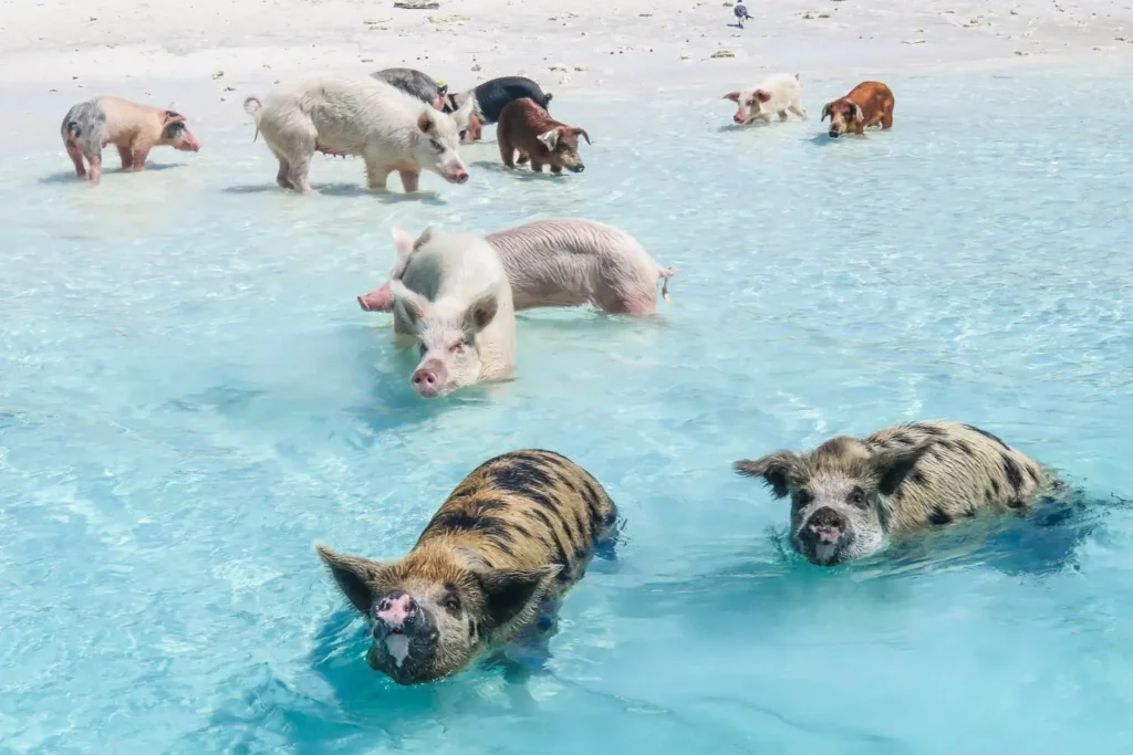 pig beach exuma