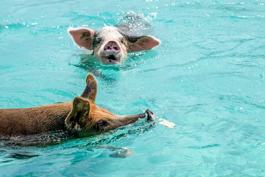 pig beach nassau