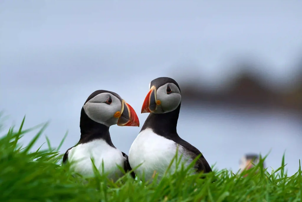 puffin watching iceland 1