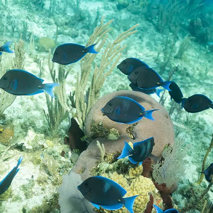 ragged islands diving