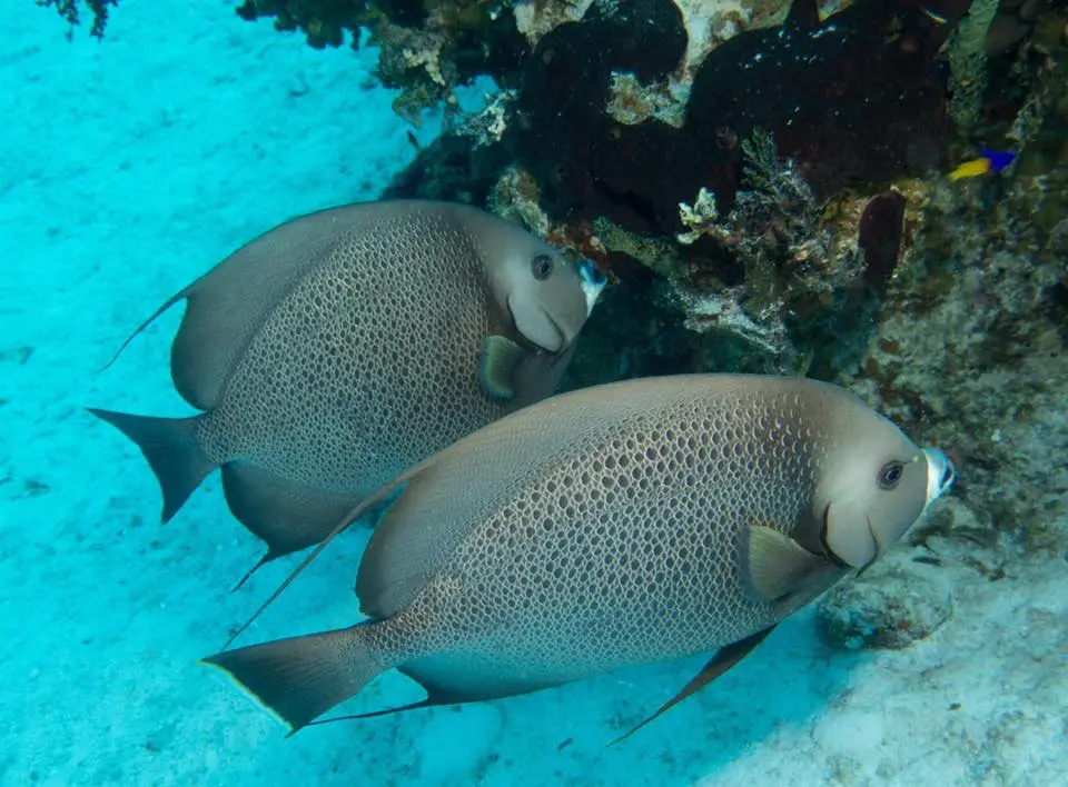 san salvador diving