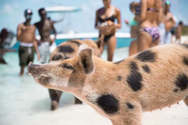 sand dollar cottage pigs