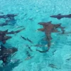 sand dollar cottage sharks