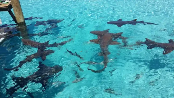 sand dollar cottage sharks