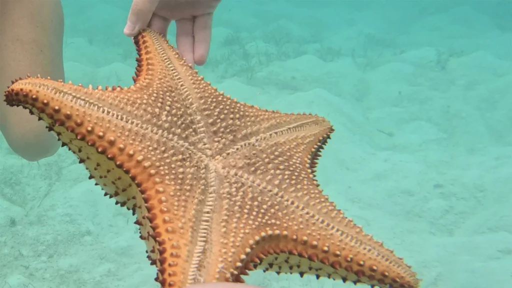 starfish beach exuma