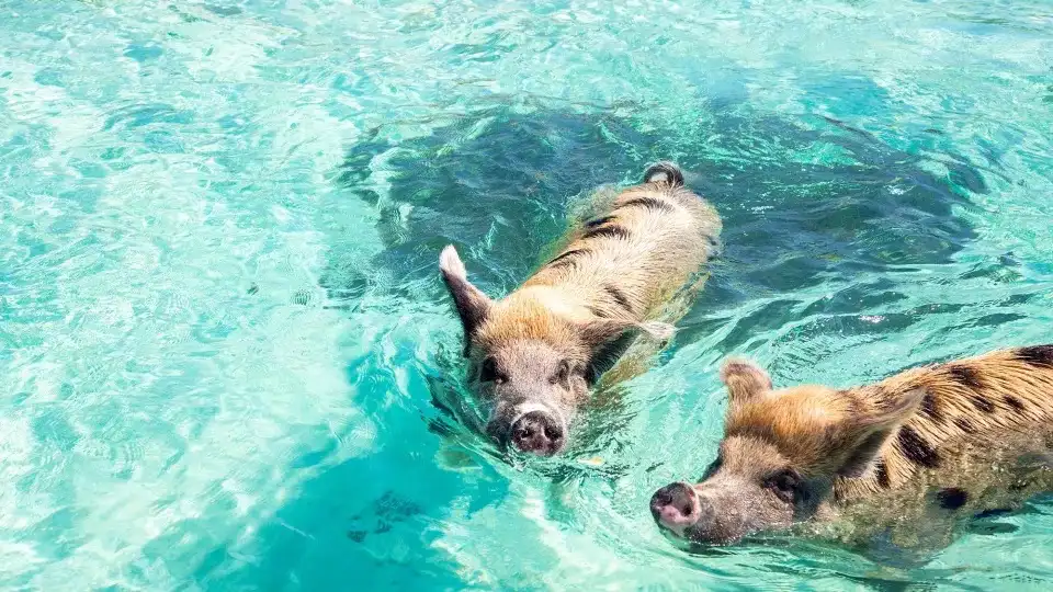 swimming pigs bahamas 1