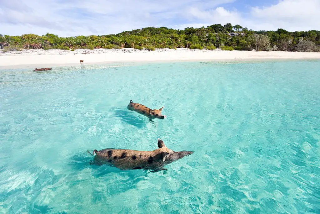 swimming pigs bahamas 4