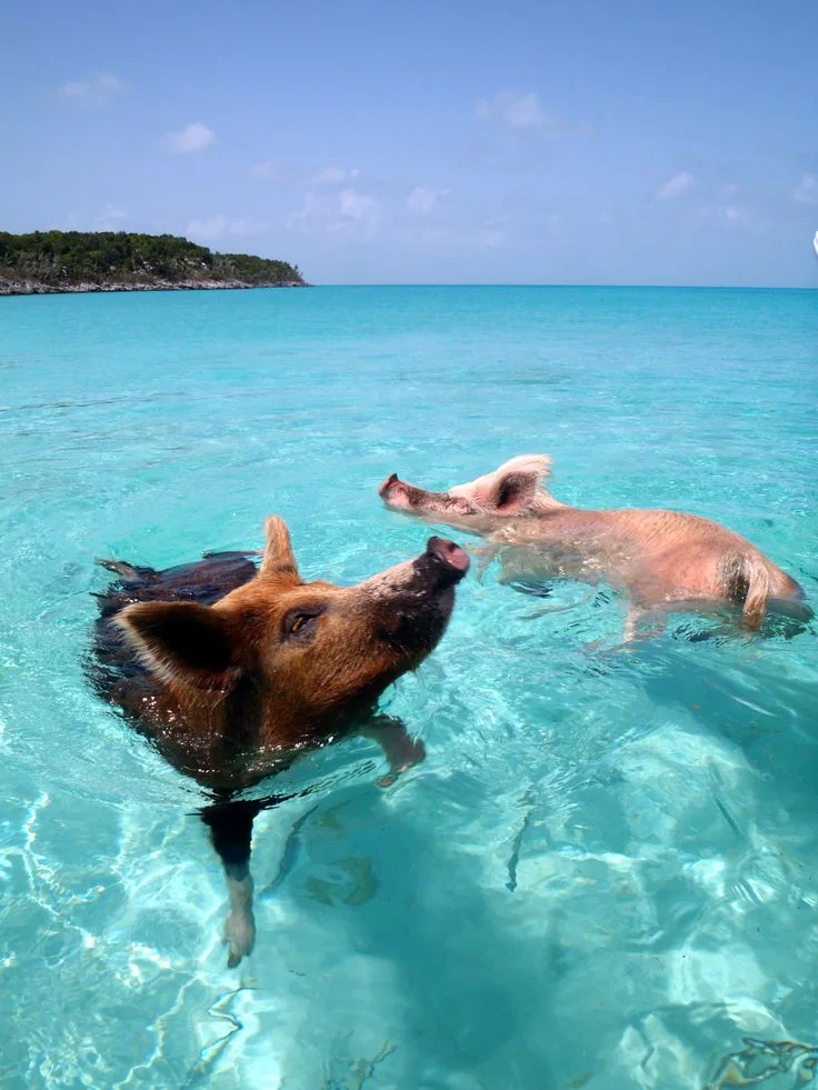 swimming pigs bahamas 8