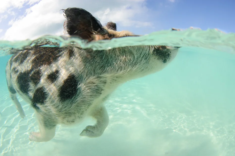 swimming pigs swimming pigs