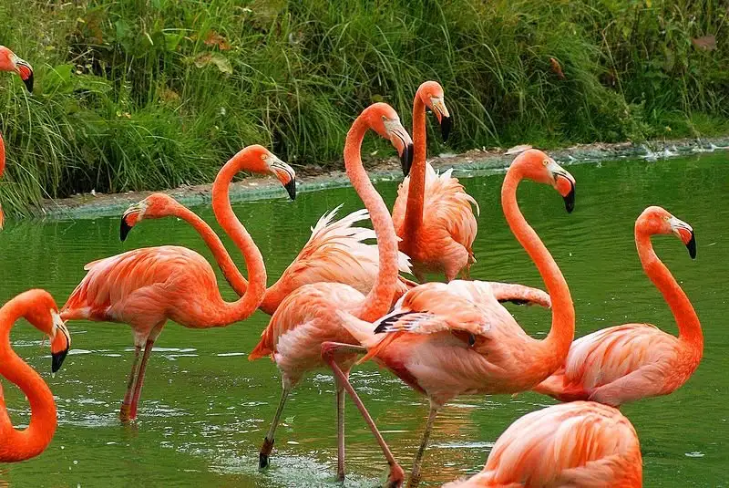 west indian flamingos